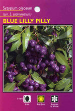 Load image into Gallery viewer, Syzygium oleosum  {Tucker Bush - Blue Lilly Pilly}
