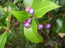 Load image into Gallery viewer, Syzygium oleosum  {Tucker Bush - Blue Lilly Pilly}
