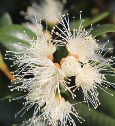 Syzygium australe PBR Backyard Bliss