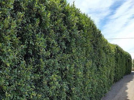 Syzygium australe PBR Backyard Bliss