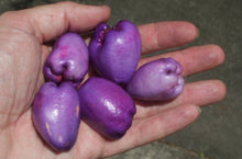 Load image into Gallery viewer, Syzygium papyraceum Paperbark Satinash
