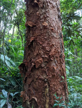 Load image into Gallery viewer, Syzygium papyraceum Paperbark Satinash
