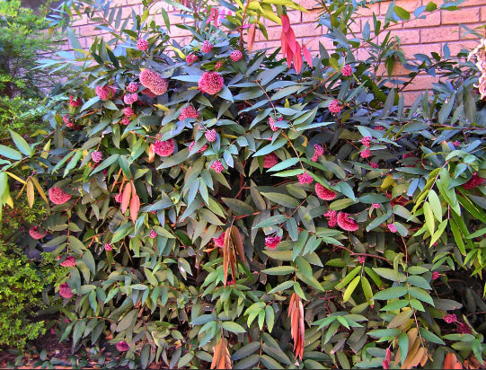 Syzygium wilsonii Powder Puff Lilly Pilly