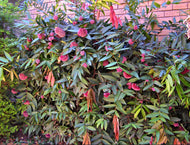 Syzygium wilsonii Powder Puff Lilly Pilly