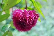 Load image into Gallery viewer, Syzygium wilsonii Powder Puff Lilly Pilly
