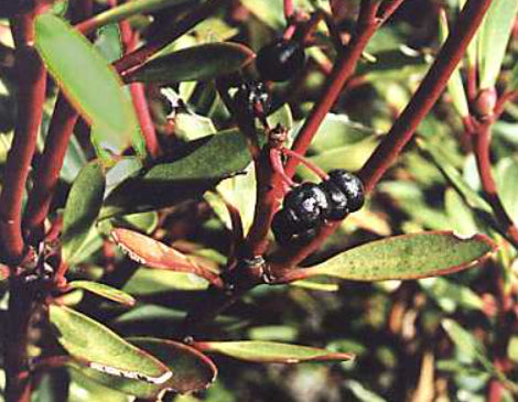 Tasmannia lanceolata