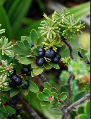 Tasmannia lanceolata  Female