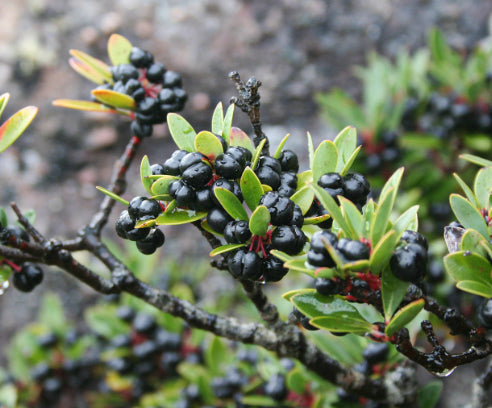 Tasmannia lanceolata  Male