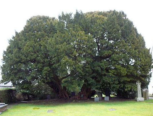 Taxus baccata English Yew