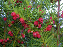 Load image into Gallery viewer, Taxus baccata English Yew
