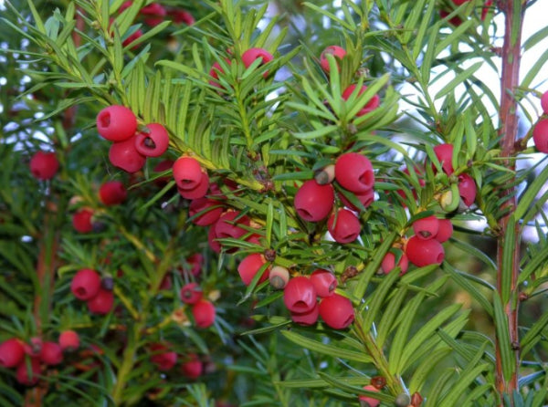 Taxus baccata English Yew