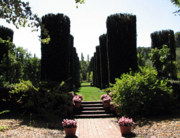 Taxus baccata Fastigata