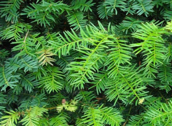 Taxus baccata Fastigata