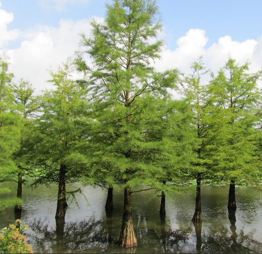Taxodium distichum Swamp Cypress