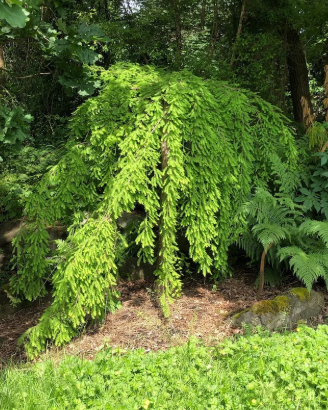 Taxodium distichum Cascade Falls Grafted