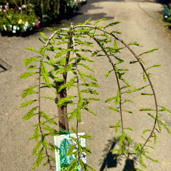Taxodium distichum Cascade Falls Grafted
