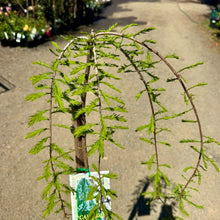 Load image into Gallery viewer, Taxodium distichum Cascade Falls Grafted
