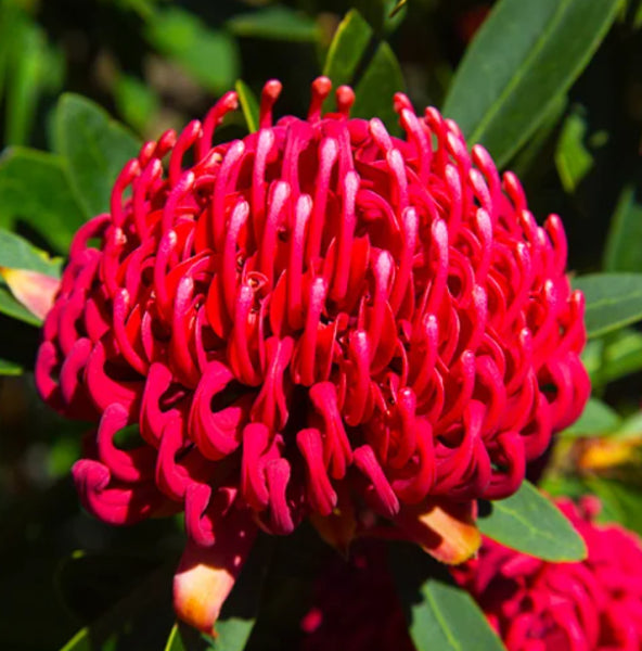 Telopea 'Braidwood Brilliant' Waratah
