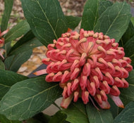 Telopea Wild Brumby tm  Digger