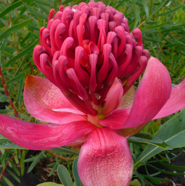 Telopea 'Emperors Torch' Waratah