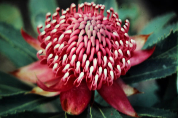 Telopea Enchanted Dawn