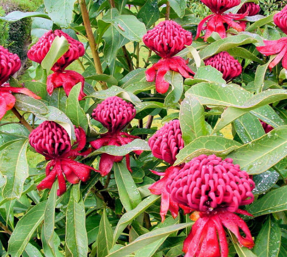 Telopea 'Enchanted Flame' Waratah