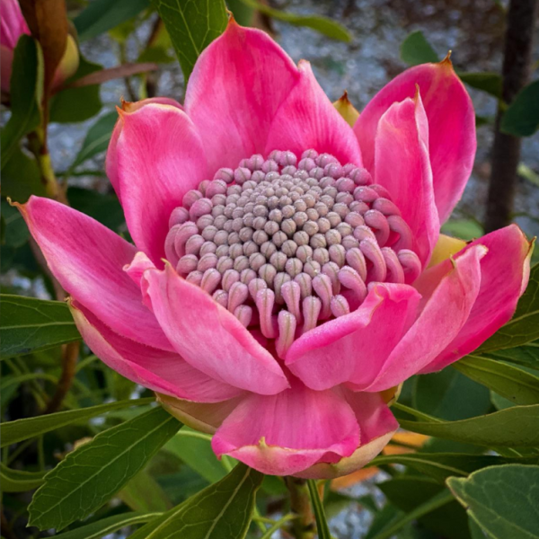Telopea speciosissima Enchanted Pink