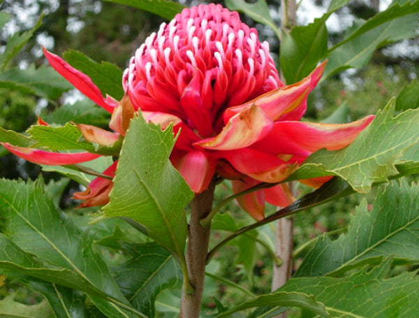 Telopea 'Enchanted Red' Waratah