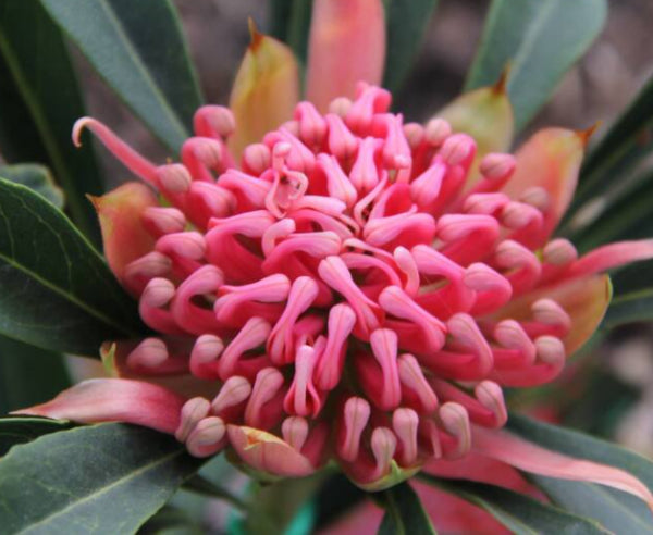 Telopea 'Essie's Gift' Waratah