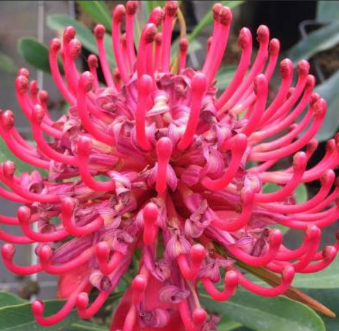 Telopea 'Gembrook' Waratah PBR