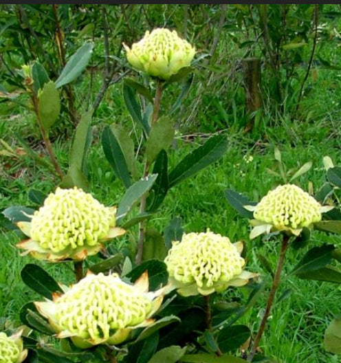 Telopea 'Georgie Girl' Waratah