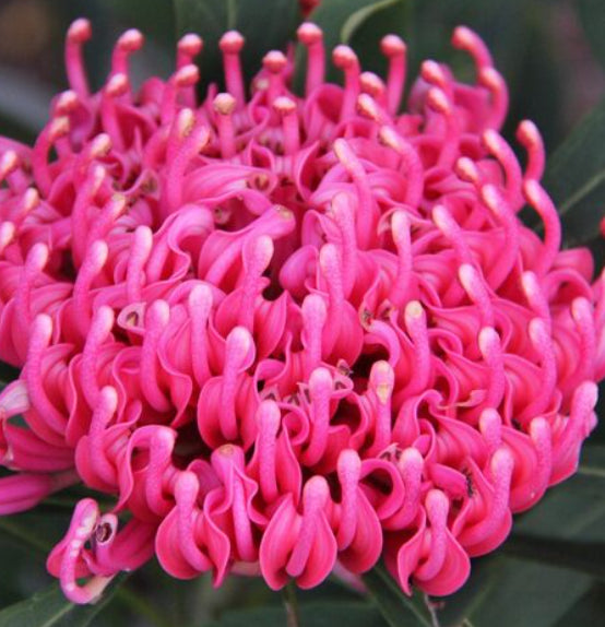 Telopea 'Mallee Boy' Waratah