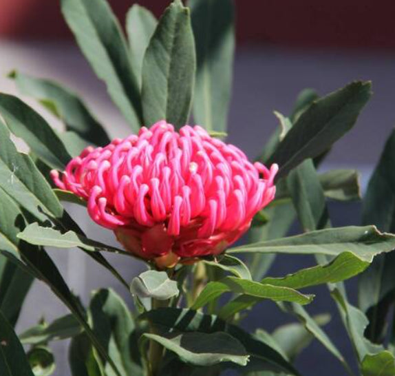 Telopea 'Mallee Boy' Waratah