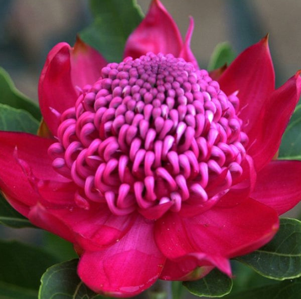 Telopea 'Shady Lady Crimson' Waratah