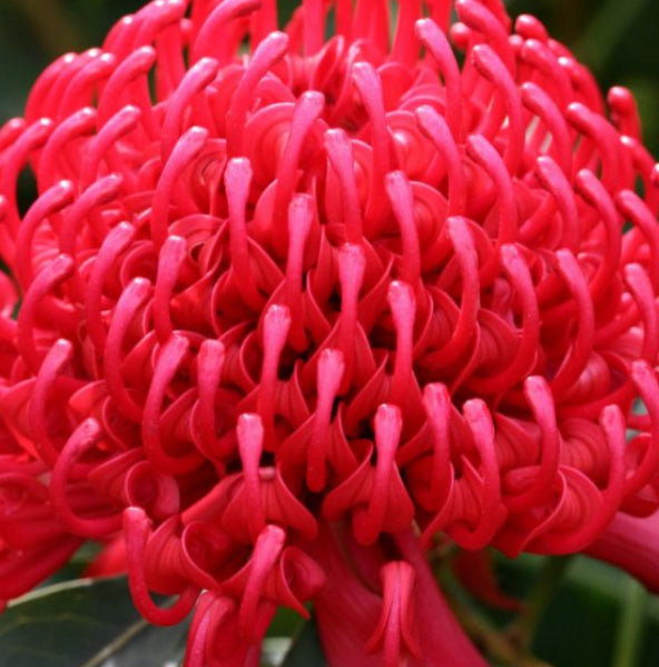 Telopea 'Shady Lady Red' Waratah