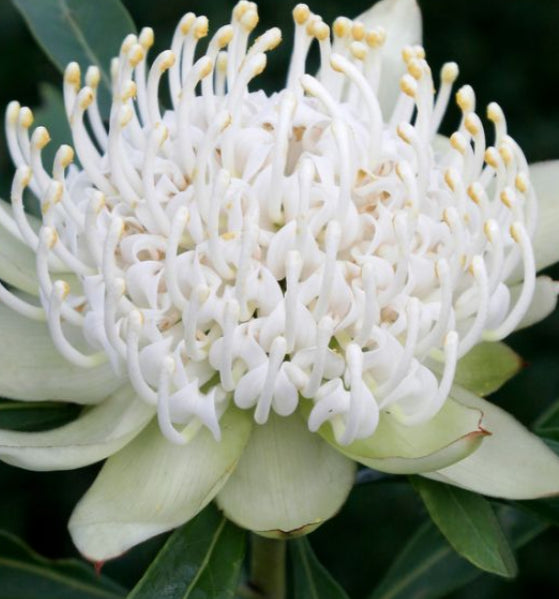 Telopea 'Shady Lady White' Waratah