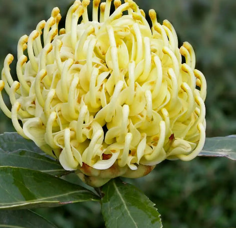 Telopea 'Shady Lady Yellow' Waratah