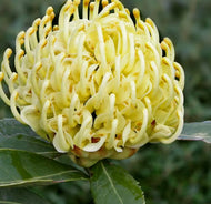 Telopea 'Shady Lady Yellow' Waratah