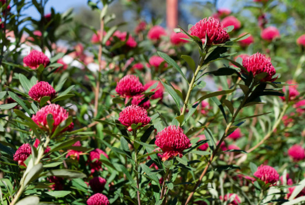 Sugar Plum Waratah