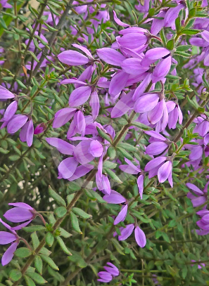 Tetratheca thymifolia Black Eyed Susan