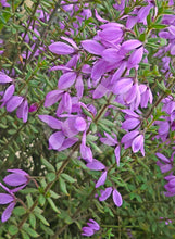 Load image into Gallery viewer, Tetratheca thymifolia Black Eyed Susan
