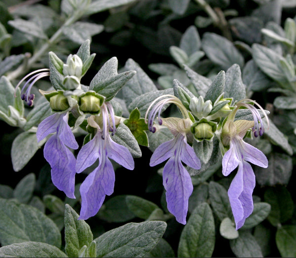 Teucrium fruticans
