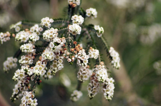 Thryptomene saxicola Supernova