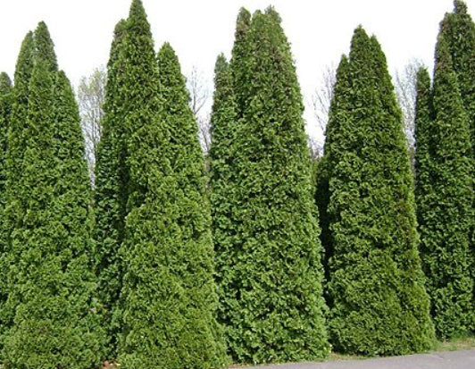 Thuja occidentalis smaragd