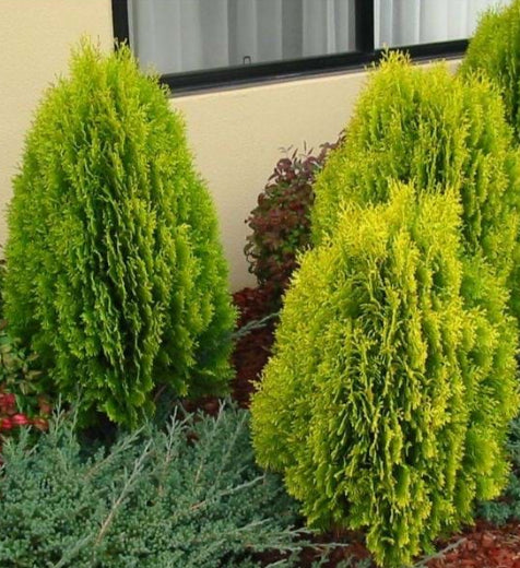 Thuja orientalis aurea nana