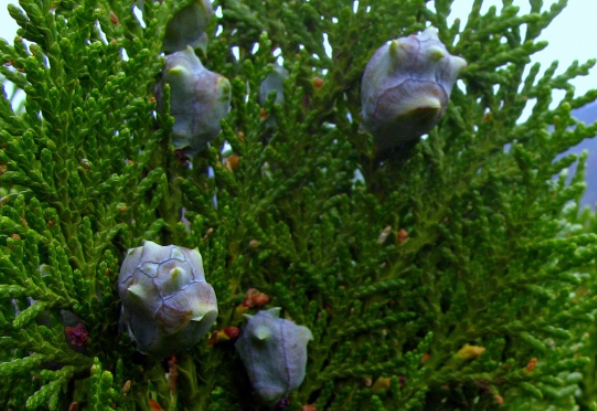 Thuja orientalis Blue Cone