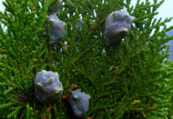 Thuja orientalis Blue Cone