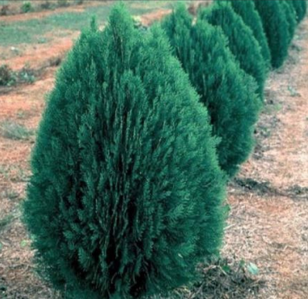Thuja orientalis Blue Cone