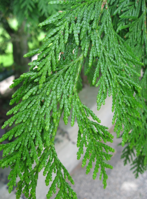 Thuja plicata Western Red Cedar
