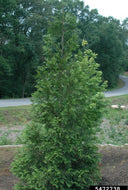 Thuja plicata Western Red Cedar